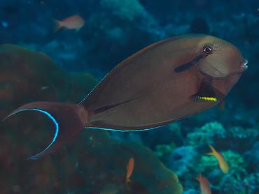 Blackstreak Surgeonfish - Acanthurus nigricauda - Komodo, Indonesia