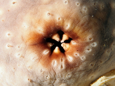 White-Rumped Sea Cucumber - Actinopyga lecanora - Fiji