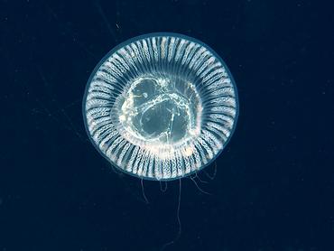 Jelly Hydromedusa - Aequorea forskalea - Palm Beach, Florida