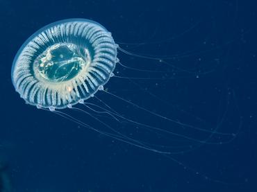 Jelly Hydromedusa - Aequorea forskalea - Palm Beach, Florida
