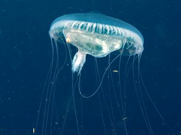 Jelly Hydromedusa - Aequorea forskalea - Palm Beach, Florida