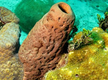Brain Sponge - Agelas cerebrum - Nassau, Bahamas