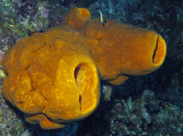 Brain Sponge - Agelas cerebrum - Belize