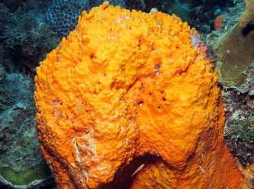 Citron Sponge - Agelas citrina - Bonaire