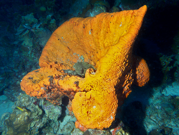 Citron Sponge - Agelas citrina - Bonaire