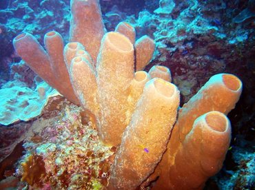 Tubulate Sponge - Agelas tubulata - Little Cayman