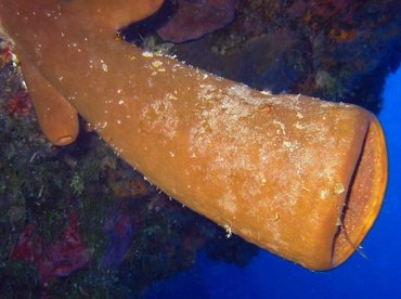 Tubulate Sponge - Agelas tubulata - Cozumel, Mexico