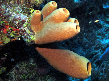 Tubulate Sponge - Agelas tubulata - Belize