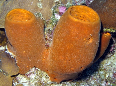 Tubulate Sponge - Agelas tubulata - Belize