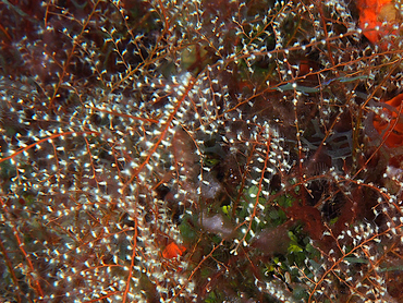 Algae Hydroid - Thyroscyphus ramosus - Cozumel, Mexico