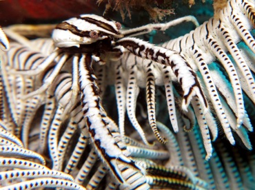Elegant Crinoid Squat Lobster - Allogalathea elegans - Dumaguete, Philippines