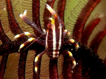 Elegant Crinoid Squat Lobster - Allogalathea elegans - Lembeh Strait, Indonesia