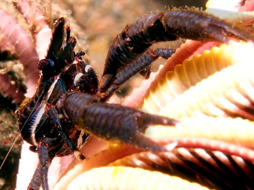 Elegant Crinoid Squat Lobster - Allogalathea elegans - Bali, Indonesia