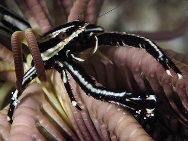 Elegant Crinoid Squat Lobster - Allogalathea elegans - Komodo, Indonesia