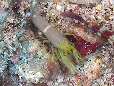 White Saddle Snapping Shrimp - Alpheus ochrostriatus - Komodo, Indonesia