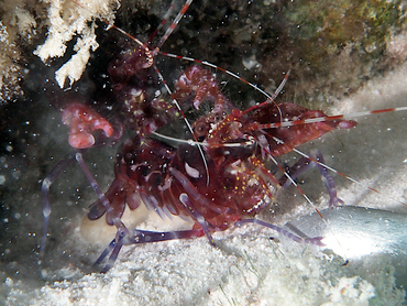 Manyspot Snapping Shrimp - Alpheus polystictus - Bonaire