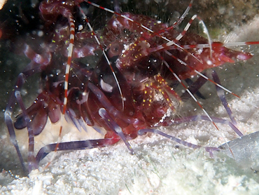 Manyspot Snapping Shrimp - Alpheus polystictus - Bonaire