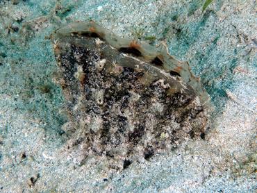 Amber Penshell - Pinna carnea - British Virgin Islands