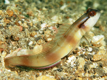 Nakedhead Shrimpgoby - Amblyeleotris gymnocephala - Lembeh Strait, Indonesia