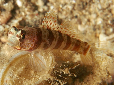 Broad-Banded Shrimpgoby - Amblyeleotris periophthalmus - Lembeh Strait, Indonesia