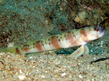 Steinitz's Shrimpgoby - Amblyeleotris steinitzi - Dumaguete, Philippines
