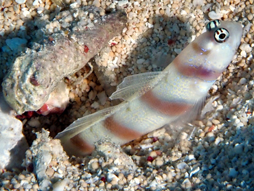 Steinitz's Shrimpgoby - Amblyeleotris steinitzi - Great Barrier Reef, Australia