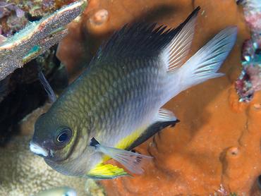 White-Belly Damsel - Amblyglyphidodon leucogaster - Lombok, Indonesia
