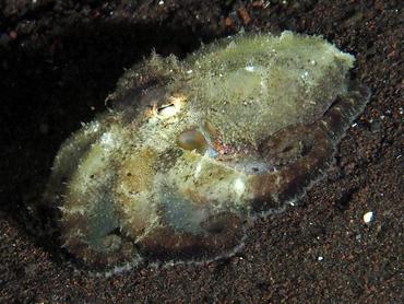 Plain-Spot Octopus - Amphioctopus exannulatus - Bali, Indonesia