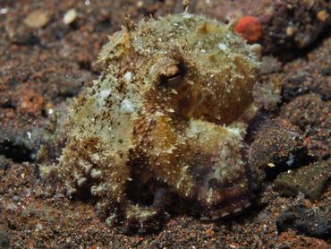 Plain-Spot Octopus - Amphioctopus exannulatus - Bali, Indonesia