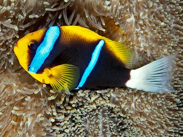 Barrier Reef Anemonefish - Amphiprion akindynos - Great Barrier Reef, Australia