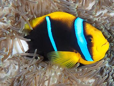 Barrier Reef Anemonefish - Amphiprion akindynos - Great Barrier Reef, Australia