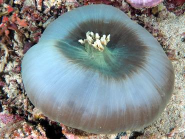 Giant Cup Mushroom - Amplexidiscus fenestrafer - Komodo, Indonesia