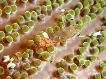 Holthuis' Anemone Shrimp - Ancylomenes holthuisi - Lembeh Strait, Indonesia