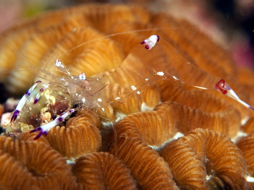 Holthuis' Anemone Shrimp - Ancylomenes holthuisi - Fiji