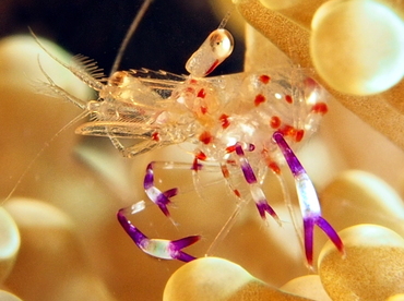 Holthuis' Anemone Shrimp - Ancylomenes holthuisi - Anilao, Philippines