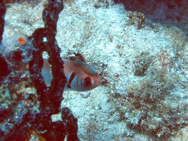 Blackbar Soldierfish Isopod - Anilocra myripristis - Bimini, Bahamas