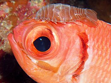 Blackbar Soldierfish Isopod - Anilocra myripristis - Grand Cayman