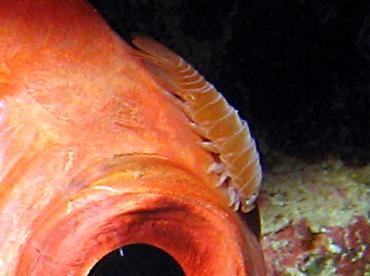 Blackbar Soldierfish Isopod - Anilocra myripristis - Grand Cayman