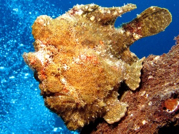 Giant Frogfish - Antennarius commerson - Maui, Hawaii