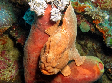 Giant Frogfish - Antennarius commerson - Dumaguete, Philippines