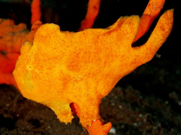 Giant Frogfish - Antennarius commerson - Bali, Indonesia
