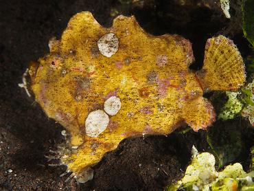 Randall's Frogfish - Antennarius randalli - Bali, Indonesia