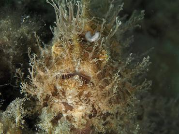 Splitlure Frogfish - Antennarius scaber - Blue Heron Bridge, Florida