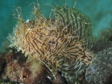 Splitlure Frogfish - Antennarius scaber - Blue Heron Bridge, Florida