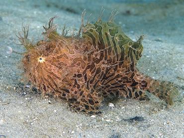 Splitlure Frogfish - Antennarius scaber - Blue Heron Bridge, Florida