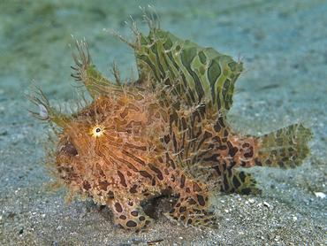 Splitlure Frogfish - Antennarius scaber - Blue Heron Bridge, Florida