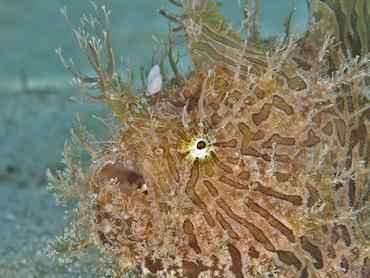 Splitlure Frogfish - Antennarius scaber - Blue Heron Bridge, Florida