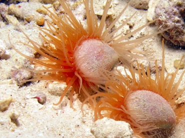 Antillean Fileclam - Limaria pellucida - Bonaire