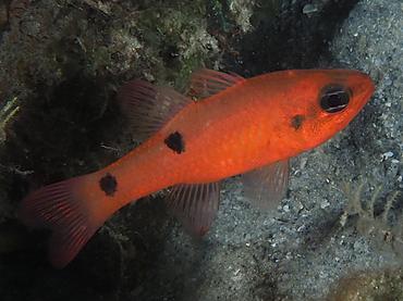 Twospot Cardinalfish - Apogon pseudomaculatus - Blue Heron Bridge, Florida