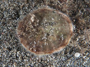 Cake Sand Dollar - Arachnoides placenta - Komodo, Indonesia